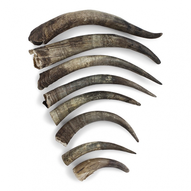 Raw horn Horns raw 3035 cm Hornvarefabrikken ONLINE