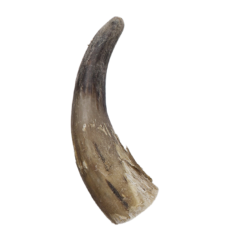 Raw horn Horns raw 2530 cm Hornvarefabrikken ONLINE
