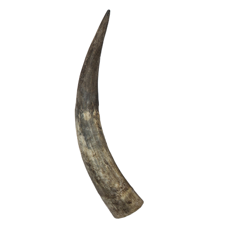 Raw horn - Horns raw 30-35 cm | Hornvarefabrikken - ONLINE