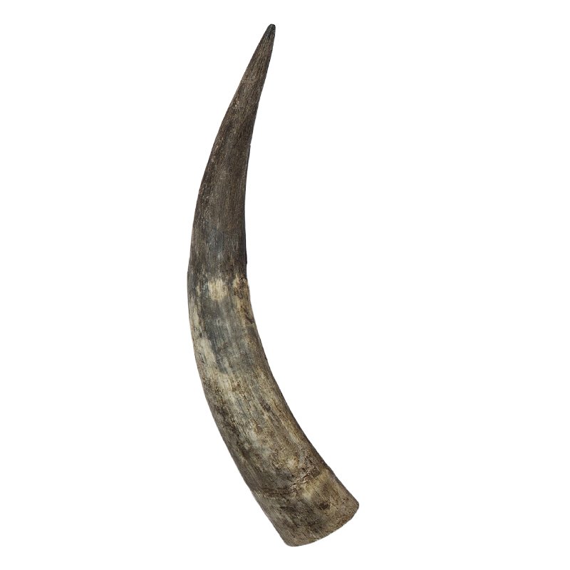 Raw Horn Horns Raw 30 35 Cm Hornvarefabrikken Online